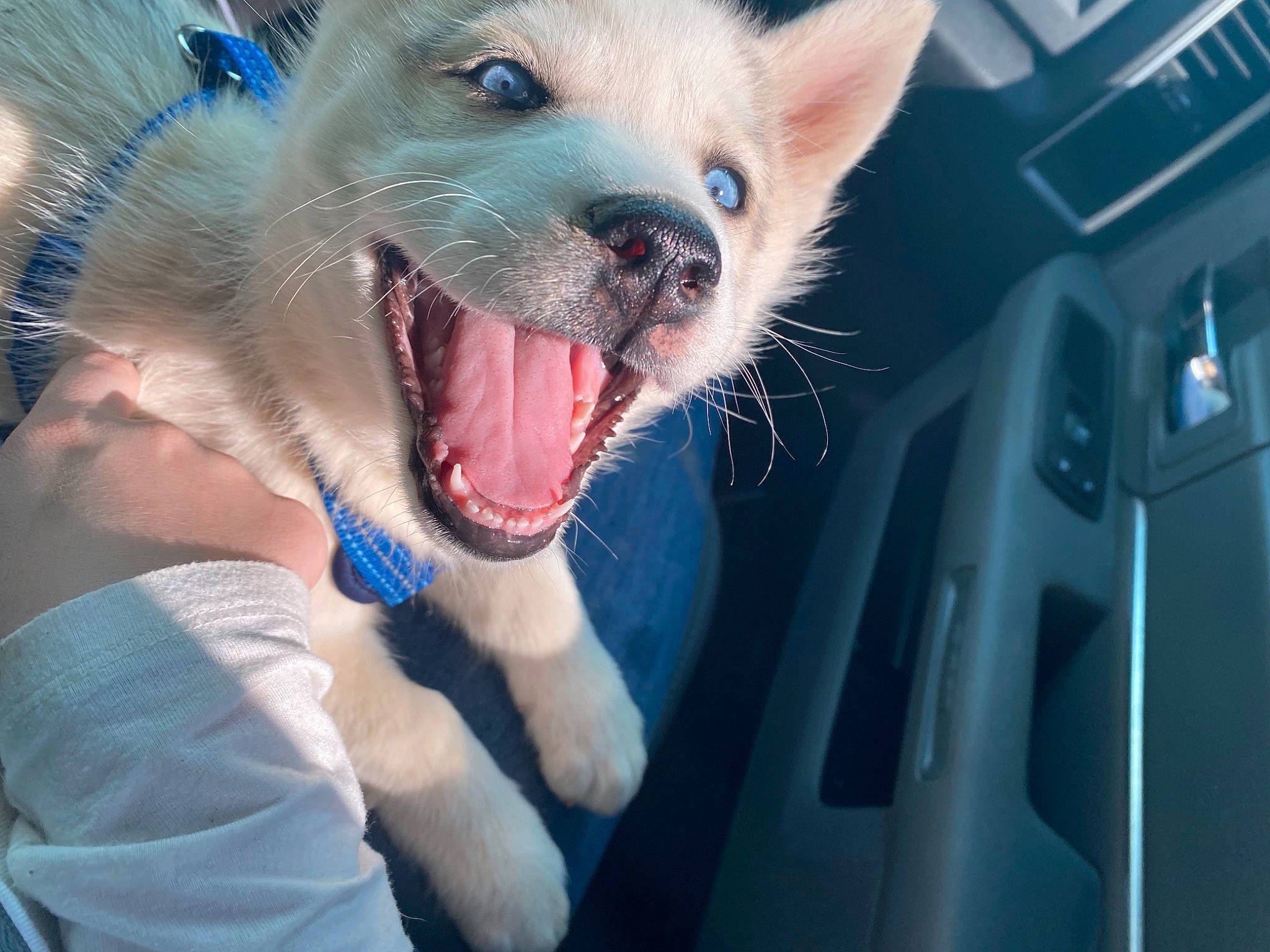 Ivy Jo is registered to the contest to win money with this photo: canidae, carnivore, collar, companion_dog, dog, dog_breed, electric_blue, fang, fawn, felidae, fur, happy, mammal, paw, shout, spitz, sporting_group, terrestrial_animal, whiskers, yawn