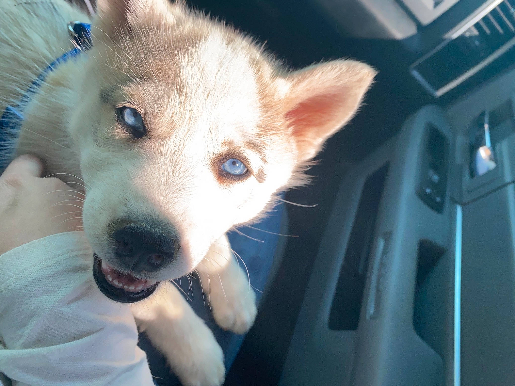 Ivy Jo joined the competition — help win amazing prizes! ancient_dog_breeds, canidae, canis, carnivore, companion_dog, dingo, dog, dog_breed, eyelash, fawn, fur, non_sporting_group, snout, spitz, sporting_group, terrestrial_animal, whiskers, wildlife, windshield, working_dog