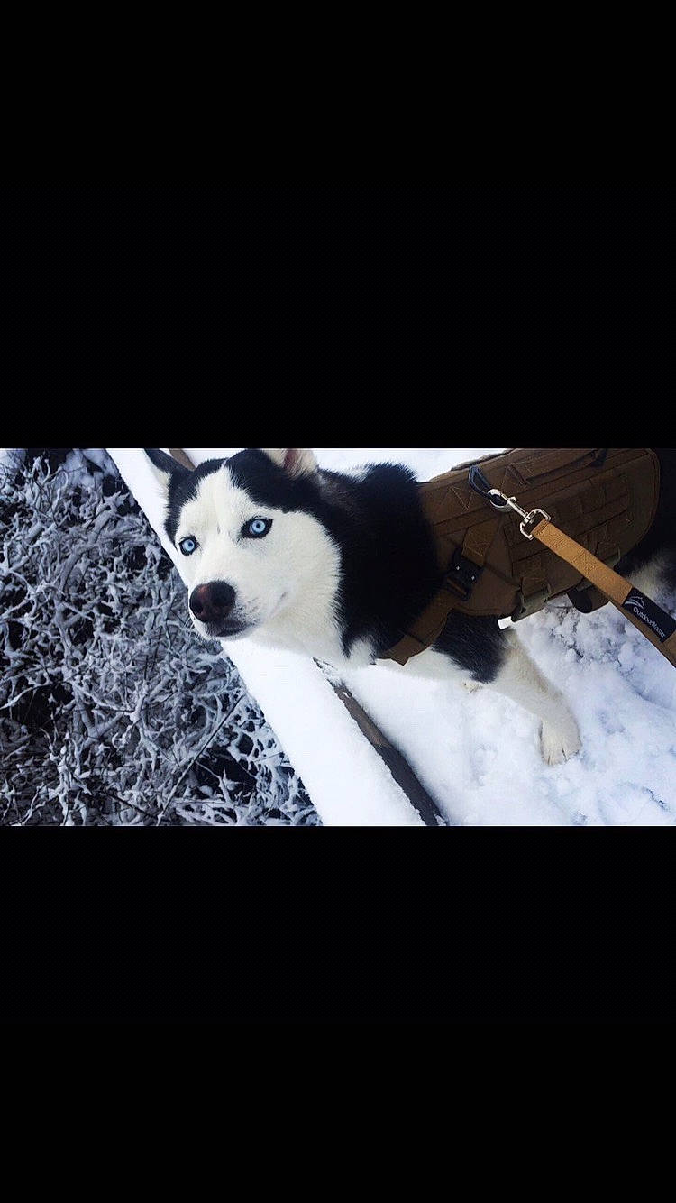 Ajax Tucker is registered to the contest to win money with this photo: art, canis, carnivore, companion_dog, darkness, dog, dog_breed, flash_photography, font, fur, monochrome_photography, photo_caption, snout, terrestrial_animal, tints_and_shades, tire, wheel, whiskers, working_animal, working_dog