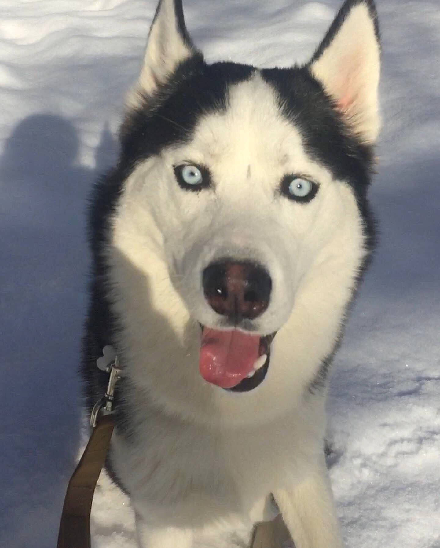 Ajax Tucker joined the competition — help win amazing prizes! ancient_dog_breeds, art, canidae, canis, carnivore, companion_dog, dog, dog_breed, fur, non_sporting_group, siberian_husky, sled_dog, snout, snow, sporting_group, whiskers, winter, wolf, working_animal, working_dog