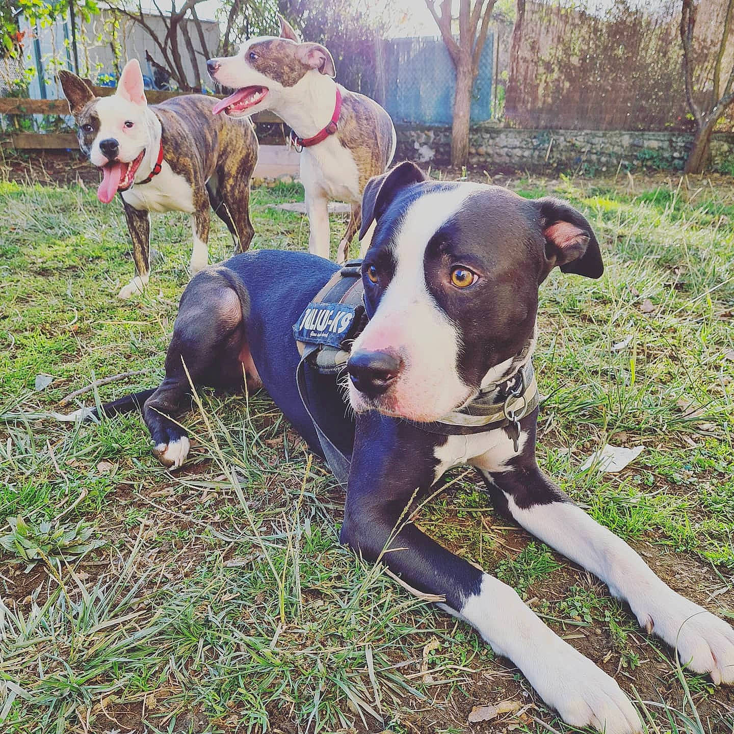 Harley participe au concours pour gagner de l'argent avec cette photo : adventure, american_pit_bull_terrier, american_staffordshire_terrier, canidae, carnivore, companion_dog, dog, dog_breed, dog_walking, fawn, mammal, non_sporting_group, pit_bull, vertebrate