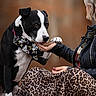animal, autumn, black_and_white, blurred_background, collar, dog, fashion, handshake, human, jacket, leaves, leopard_print, outdoor, paw, pet, portrait, scarf, sitting, warm_lighting, woman