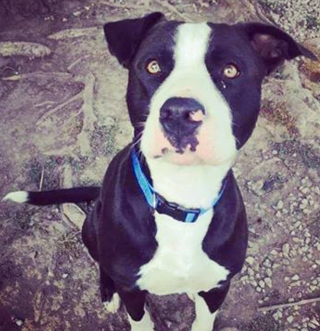 Harley participe au concours pour gagner de l'argent avec cette photo : adventure, american_pit_bull_terrier, american_staffordshire_terrier, bull_and_terrier, canidae, carnivore, dog, dog_breed, fawn, mammal, non_sporting_group, nose, pit_bull, rare_breed_dog, staffordshire_bull_terrier, terrier, vertebrate