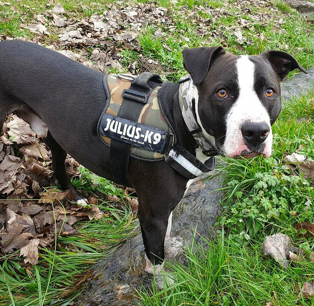 Harley participe au concours pour gagner de l'argent avec cette photo : adventure, american_pit_bull_terrier, american_staffordshire_terrier, canidae, carnivore, companion_dog, dog, dog_breed, fawn, grass, mammal, non_sporting_group, pit_bull, plant, snout, sporting_group, staffordshire_bull_terrier, terrier