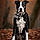 Harley
