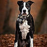 autumn, bandana, black_and_white, blurred_background, canine, direct_gaze, dog, floppy_ears, forest, leaves, nature, outdoors, pet, portrait, professional_photography, short_hair, sitting, skull_pattern, white_chest, white_paws