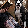 animal_photography, autumn, black_and_white, bokeh, boots, dog, fallen_leaves, forest, lace, legs, nature, open_book, outdoors, person, pit_bull, portrait, reading, sitting, smiling, tattoos