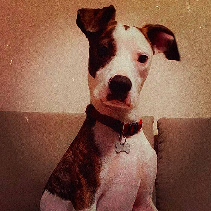 Ramsès a rejoint le concours — aidez-le/la à gagner de superbes lots ! american_pit_bull_terrier, american_staffordshire_terrier, canidae, carnivore, companion_dog, dog, dog_breed, ear, mammal, non_sporting_group, nose, pit_bull, puppy, rare_breed_dog, snout, vertebrate