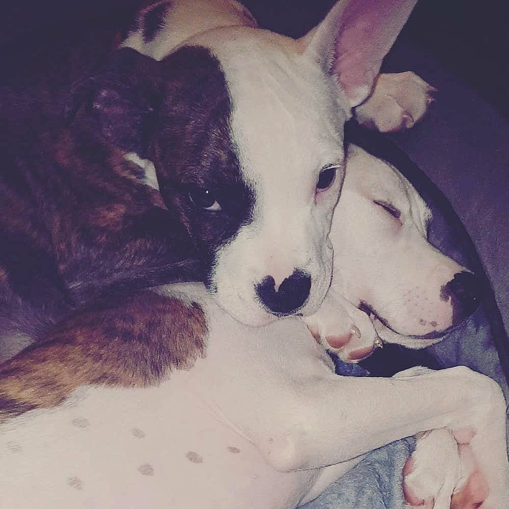 Ramsès participe au concours pour gagner de l'argent avec cette photo : bull_and_terrier, bull_terrier, bull_terrier_miniature, canidae, carnivore, dog, dog_breed, english_white_terrier, fawn, gull_terr, mammal, non_sporting_group, nose, old_english_terrier, puppy_love, rare_breed_dog, snout, terrier, vertebrate, whiskers