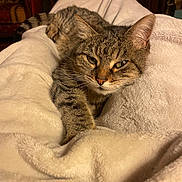 Frederik Haschke participe au concours pour gagner de l'argent avec cette photo : cat, tabby_cat, pet, animal, feline, fur, whiskers, paw, blanket, soft_texture, indoor, cozy, relaxed, resting, home, furniture, warm_lighting, closeup, comfort, cute