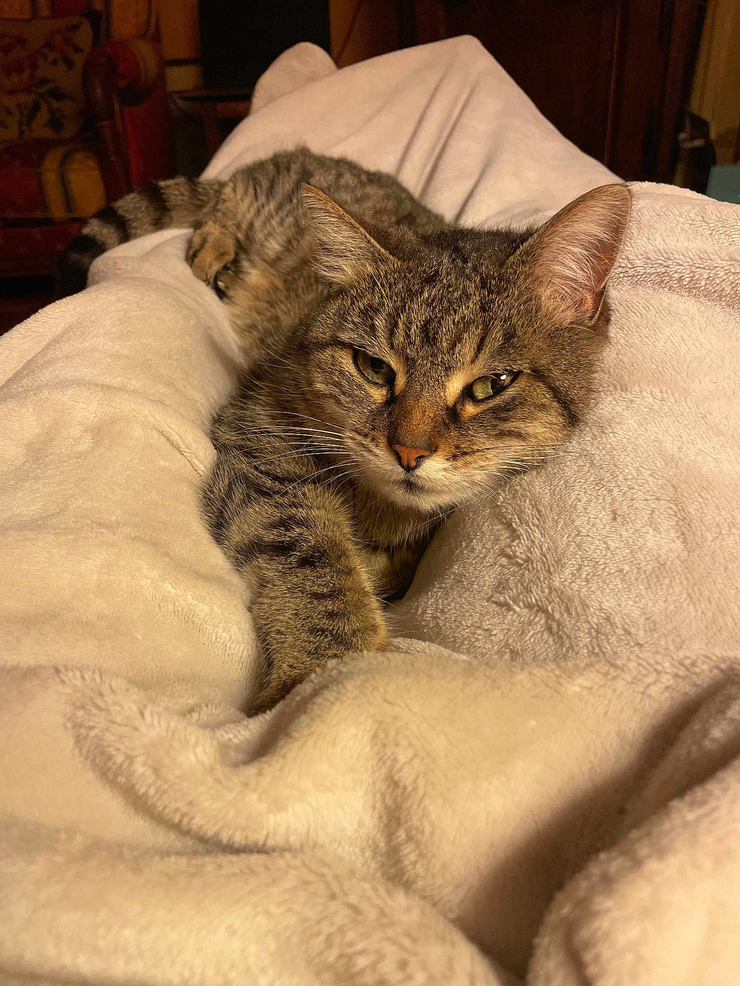 Frederik Haschke participe au concours pour gagner de l'argent avec cette photo : cat, tabby_cat, pet, animal, feline, fur, whiskers, paw, blanket, soft_texture, indoor, cozy, relaxed, resting, home, furniture, warm_lighting, closeup, comfort, cute