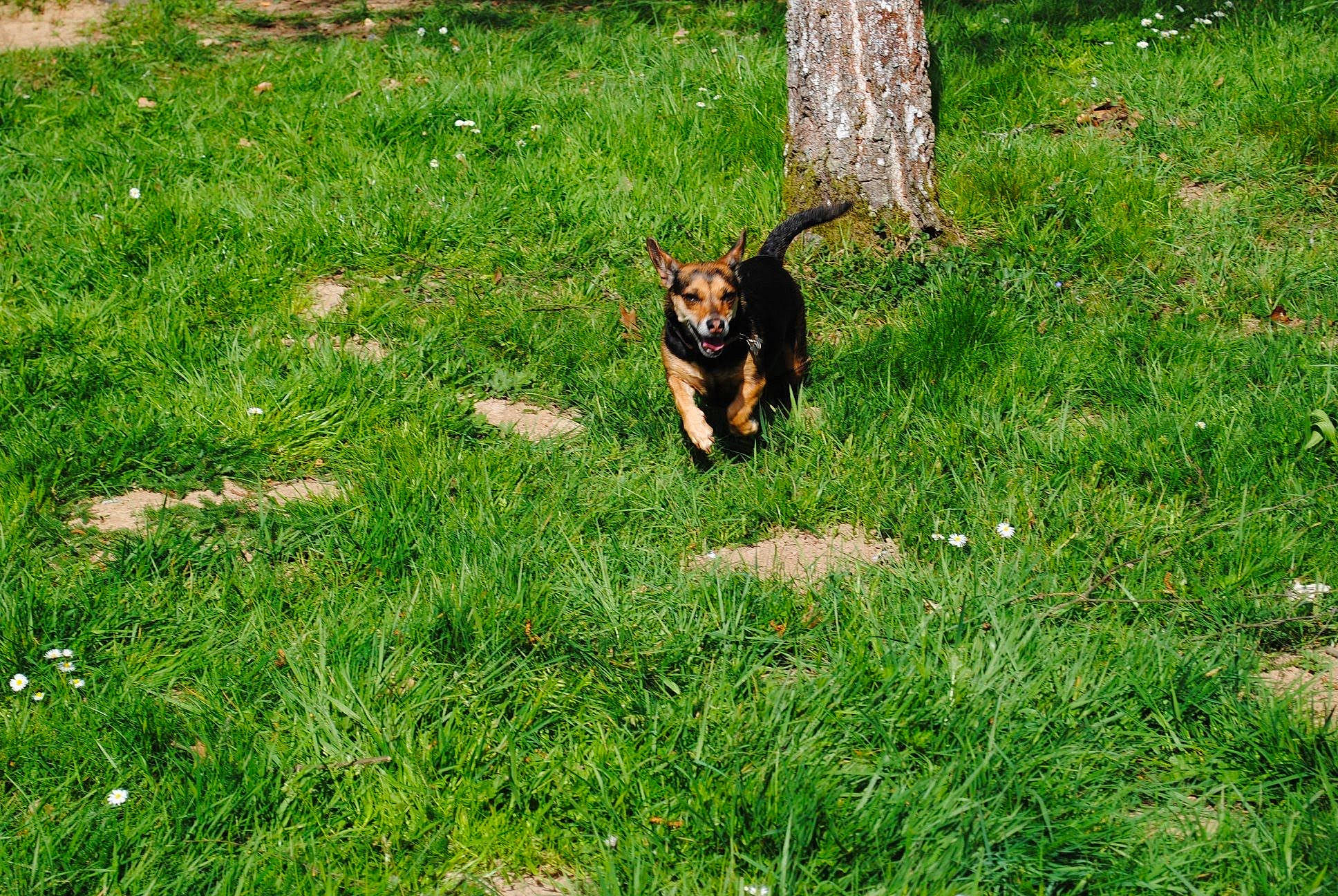 Elsa participe au concours pour gagner de l'argent avec cette photo : canidae, carnivore, dog, dog_breed, grass, green, lawn, mammal, plant, puppy, sporting_group, vertebrate