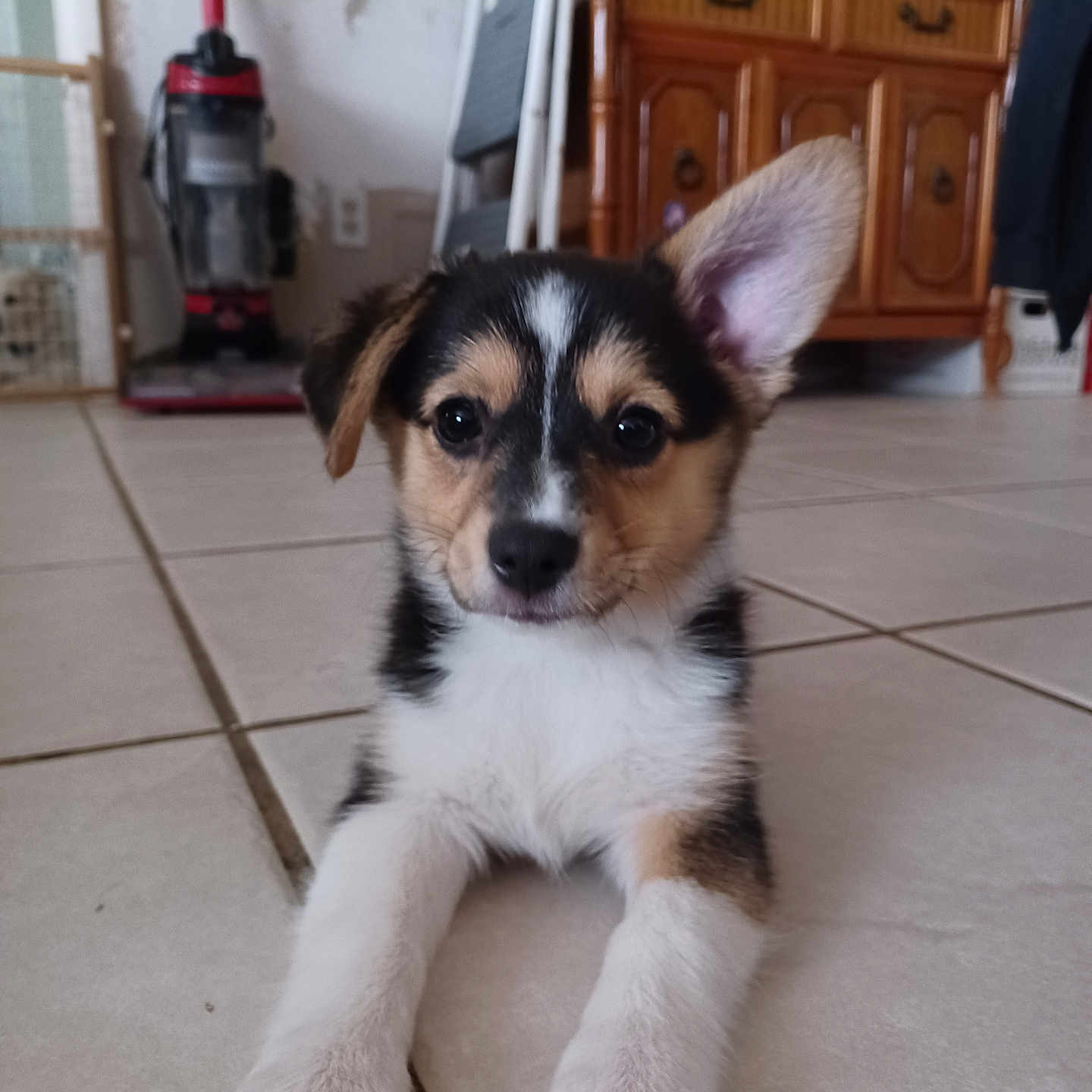 Zoey is registered to the contest to win money with this photo: accessories, animal, cabinet, canine, cockerspaniel, collie, device, dog, drawer, furniture, hardwood, hound, husky, indoors, interiordesign, pet, plywood, puppy, strap, wood
