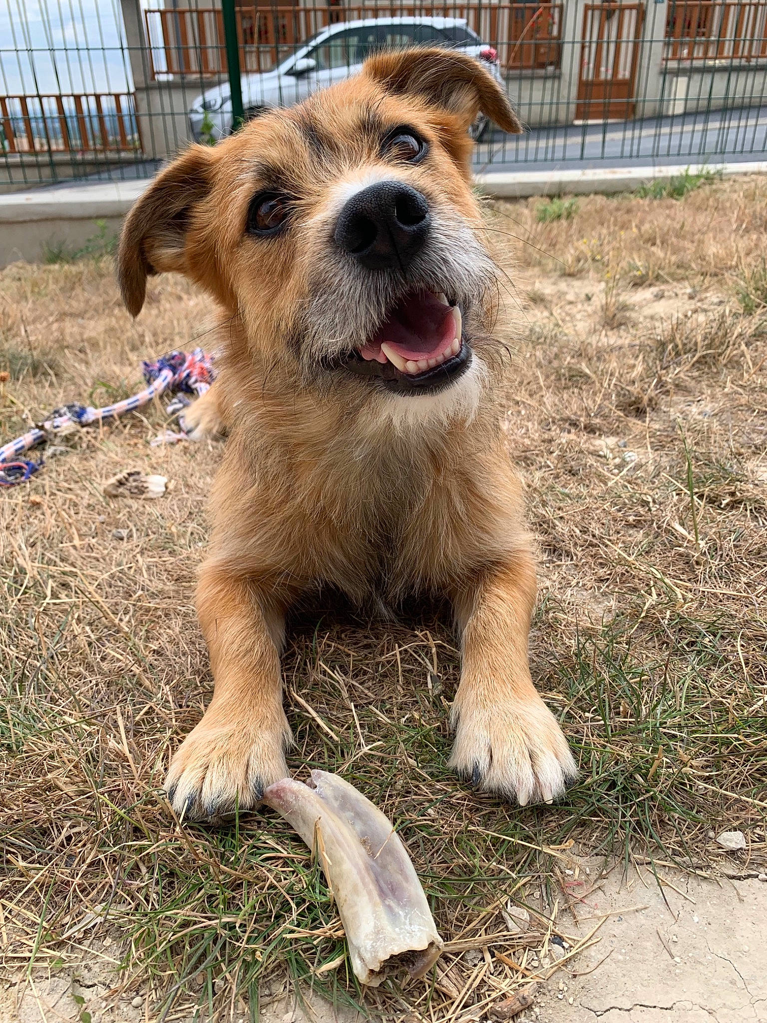 Eliot a rejoint le concours — aidez-le/la à gagner de superbes lots ! ancient_dog_breeds, border_terrier, canidae, carnivore, companion_dog, dog, dog_breed, fawn, mammal, puppy, rare_breed_dog, snout, sporting_group, street_dog, terrier