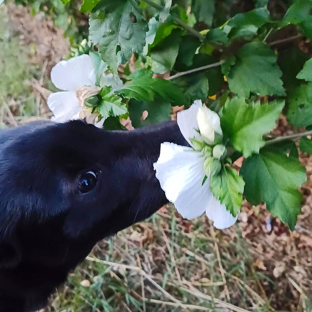 Link participe au concours pour gagner de l'argent avec cette photo : annual_plant, botany, carnivore, collar, dog, dog_breed, dog_collar, flower, flowering_plant, fur, grass, groundcover, petal, plant, shrub, tail, terrestrial_animal, tree, twig, working_animal