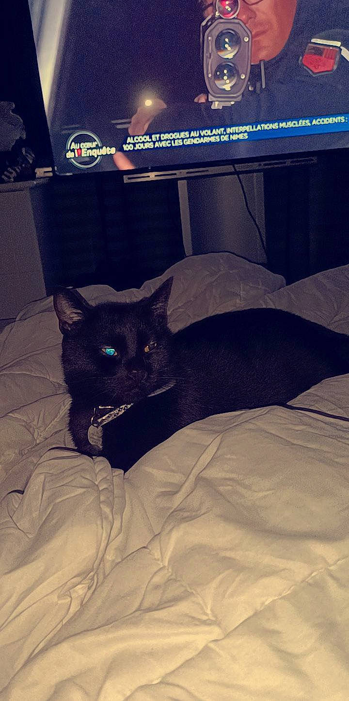 Lilo participe au concours pour gagner de l'argent avec cette photo : automotive_tire, bed, bedding, black_cat, carnivore, cat, comfort, couch, domestic_short_haired_cat, electric_blue, felidae, fur, grey, human_leg, linens, room, small_to_medium_sized_cats, tail, thigh, whiskers