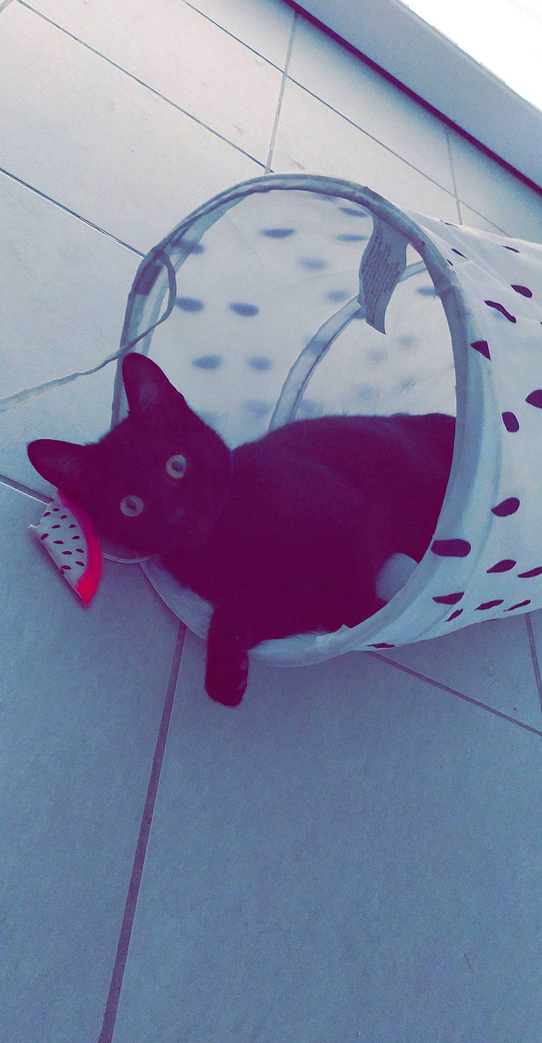 Lilo participe au concours pour gagner de l'argent avec cette photo : art, black_cat, carmine, carnivore, cat, circle, electric_blue, fashion_accessory, felidae, flooring, grey, magenta, mammal, pattern, small_to_medium_sized_cats, snout, tail, tints_and_shades, visual_arts, whiskers