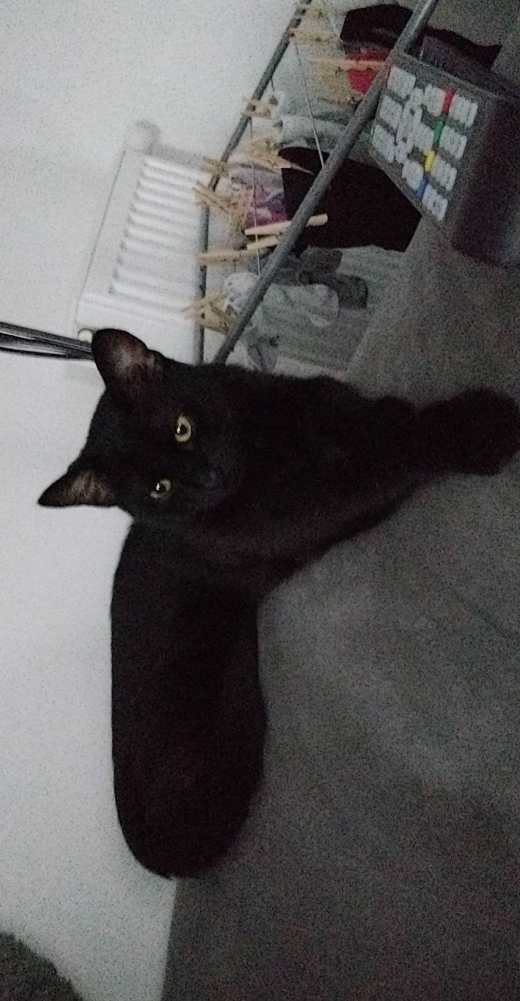 Lilo a rejoint le concours — aidez-le/la à gagner de superbes lots ! black_cat, carnivore, cat, domestic_short_haired_cat, felidae, fur, grey, sleeve, small_to_medium_sized_cats, snout, tail, terrestrial_animal, whiskers