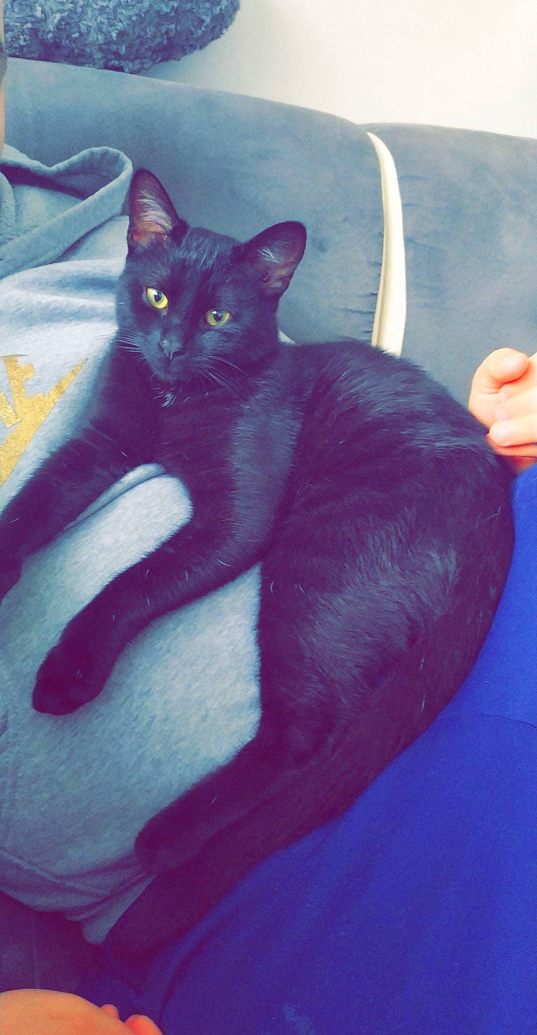 Lilo a rejoint le concours — aidez-le/la à gagner de superbes lots ! black_cat, carnivore, cat, cat_supply, claw, comfort, domestic_short_haired_cat, electric_blue, felidae, fur, grey, human_leg, leg, paw, sitting, small_to_medium_sized_cats, snout, tail, whiskers, window