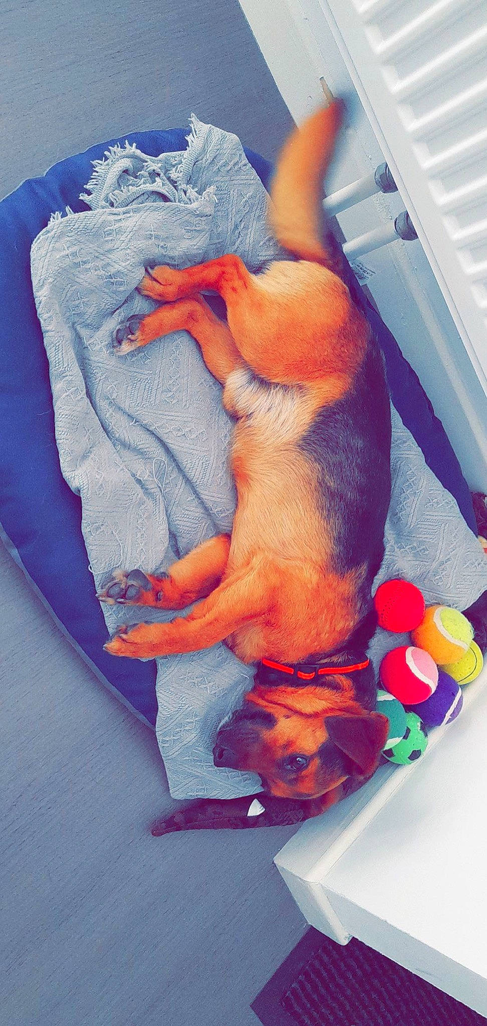 Bandit participe au concours pour gagner de l'argent avec cette photo : art, baby_products, carnivore, comfort, companion_dog, dog, dog_breed, electric_blue, fawn, flesh, illustration, linens, nap, orange, peach, sleeve, stuffed_toy, tail, toy, working_animal