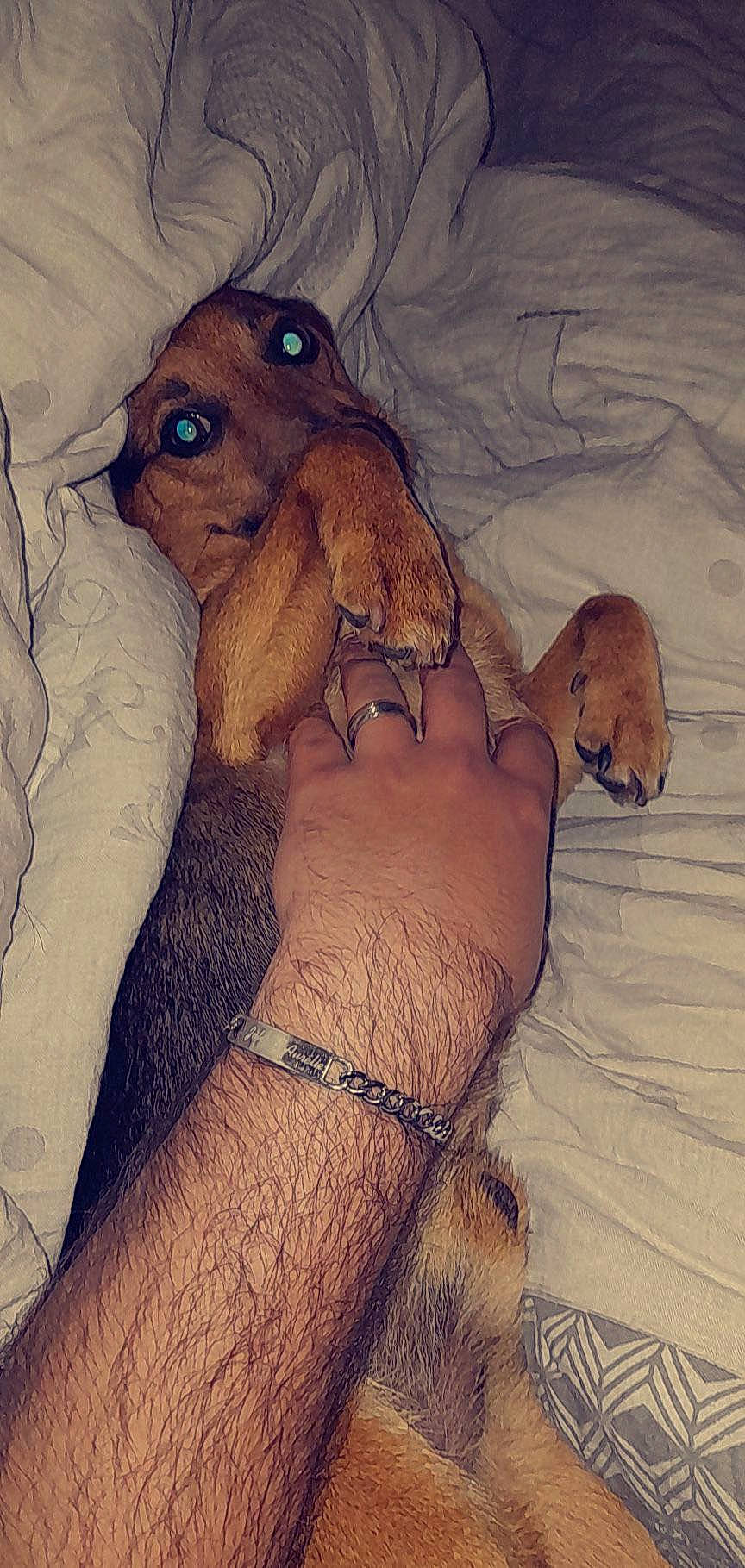 Bandit participe au concours pour gagner de l'argent avec cette photo : art, canidae, carnivore, chest, cloud, comfort, companion_dog, dog_breed, fawn, fur, human_leg, liver, mammal, painting, paw, snout, terrestrial_animal, vertebrate, visual_arts, working_animal