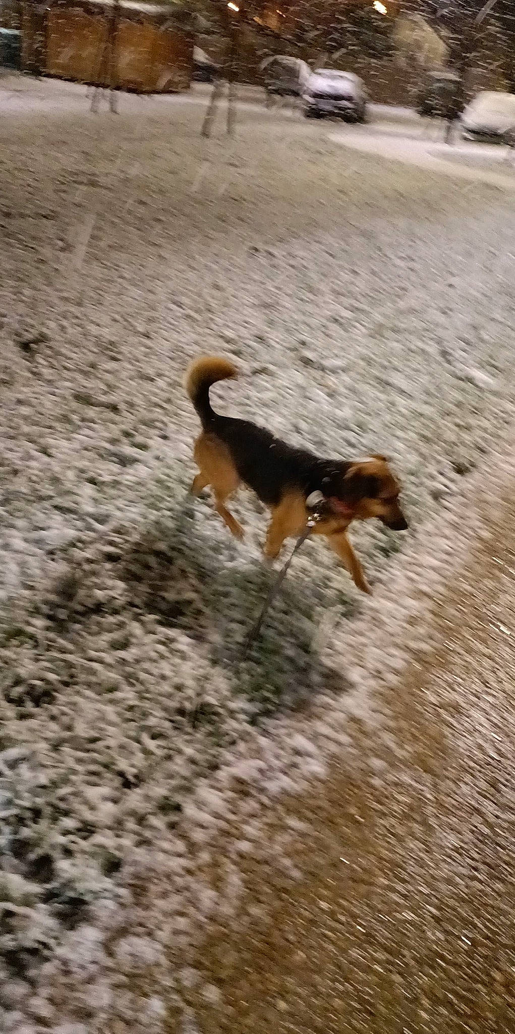 Bandit a rejoint le concours — aidez-le/la à gagner de superbes lots ! canidae, carnivore, companion_dog, dog, dog_breed, fawn, grass, herding_dog, hunting_dog, landscape, sand, scotch_collie, soil, sporting_group, tail, wildlife, working_dog