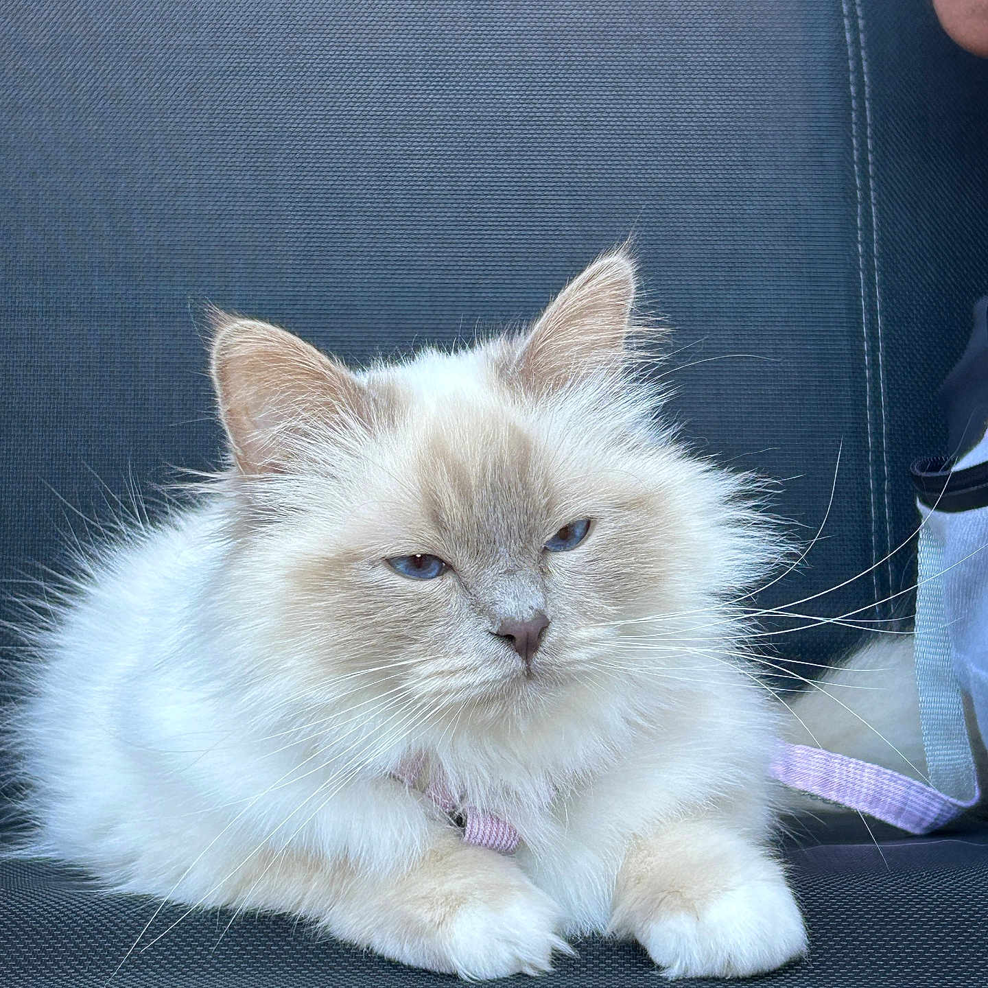 Belle participe au concours pour gagner de l'argent avec cette photo : abyssinian, angora, animal, armchair, cat, chair, couch, face, furniture, head, kitten, manx, person, pet, siamese