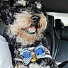 Kai participe au concours pour gagner de l'argent avec cette photo : animal, bell, black_and_white, bow_tie, car_interior, close_up, collar, companion, curly_fur, curly_hair, cute, dog, front_seat, happy, indoor, leather_seat, pet, seat, smiling, transportation