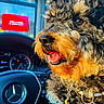 Kai participe au concours pour gagner de l'argent avec cette photo : brown_eyes, canine, car_interior, close_up, collar, curly_fur, dashboard, daylight, dog, domestic_animal, fur_texture, happy_dog, mercedes, pet, seat, steering_wheel, sunlight, tongue_out, vehicle, window
