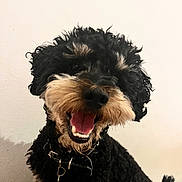 Kai participe au concours pour gagner de l'argent avec cette photo : animal, bell, black, canine, close_up, collar, companion, curly_hair, cute, dog, friendly, fur, happy, indoor, mouth_open, panting, pet, portrait, smiling, tan