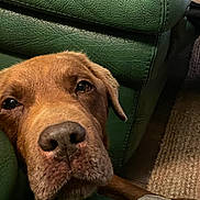 Joke participe au concours pour gagner de l'argent avec cette photo : dog, brown_dog, pet, resting, close_up, green_couch, leather, indoors, carpet, blanket, animal, canine, face, snout, ears, fur, looking, cozy, home, comfort