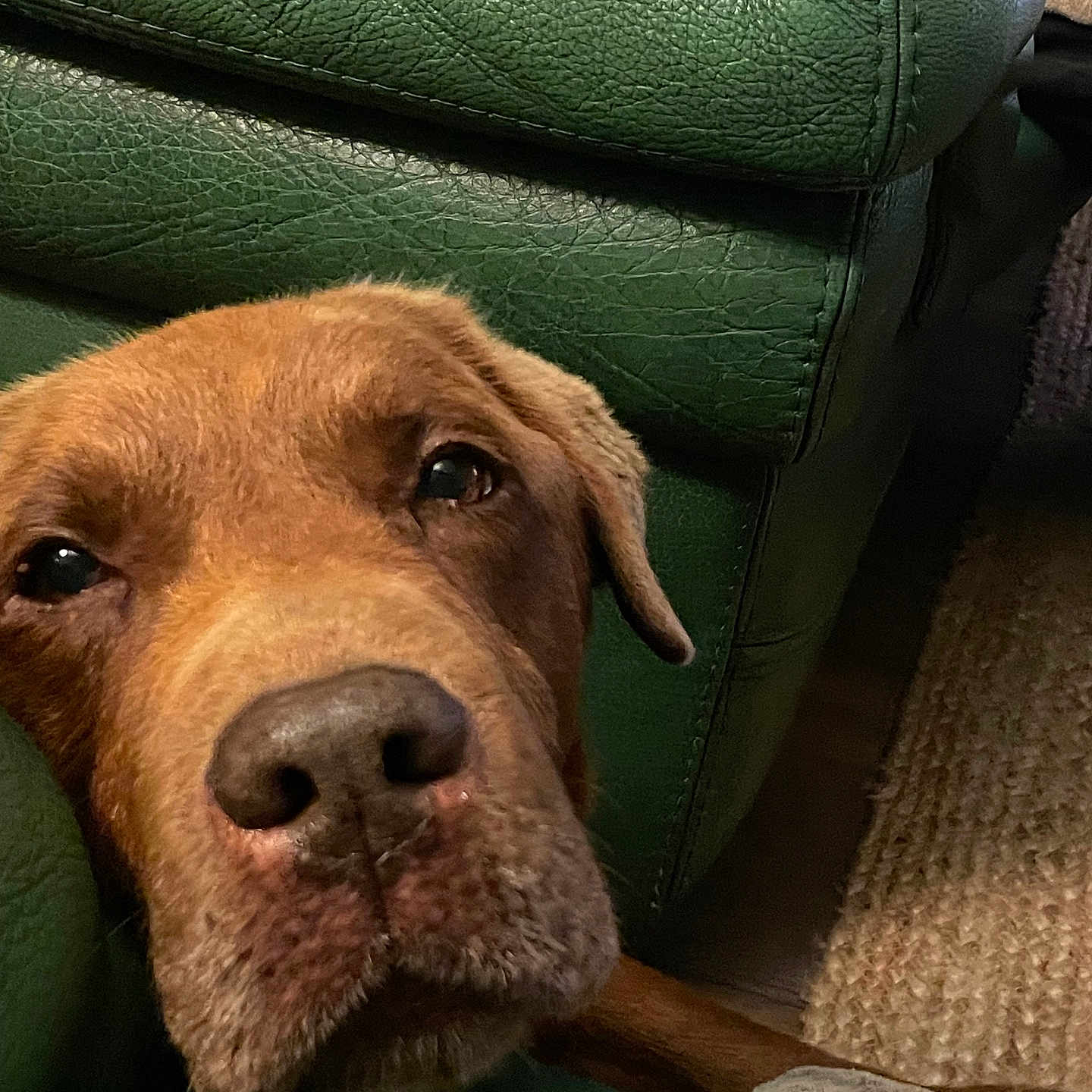 Joke participe au concours pour gagner de l'argent avec cette photo : animal, blanket, brown_dog, canine, carpet, close_up, comfort, cozy, dog, ears, face, fur, green_couch, home, indoors, leather, looking, pet, resting, snout