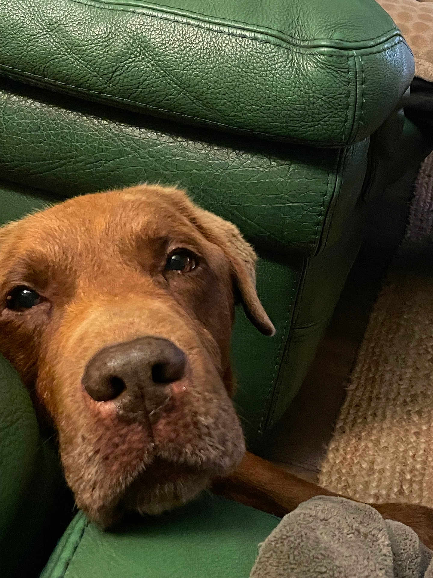 Joke participe au concours pour gagner de l'argent avec cette photo : dog, brown_dog, pet, resting, close_up, green_couch, leather, indoors, carpet, blanket, animal, canine, face, snout, ears, fur, looking, cozy, home, comfort