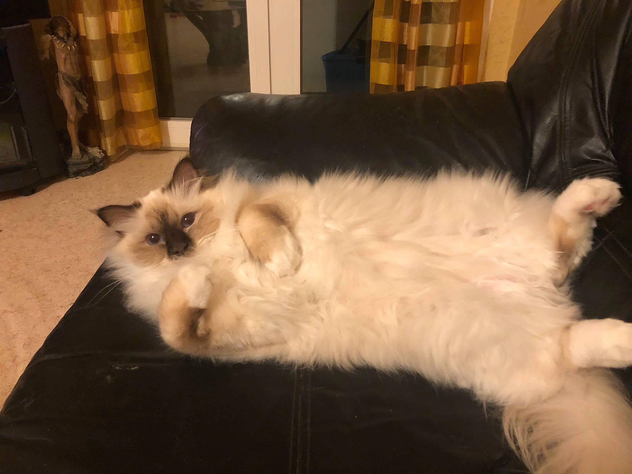 Saphir a rejoint le concours — aidez-le/la à gagner de superbes lots ! canidae, carnivore, cat, claw, comfort, companion_dog, couch, dog_breed, fawn, felidae, fur, hardwood, mammal, paw, shelf, small_to_medium_sized_cats, snout, tail, terrestrial_animal, whiskers