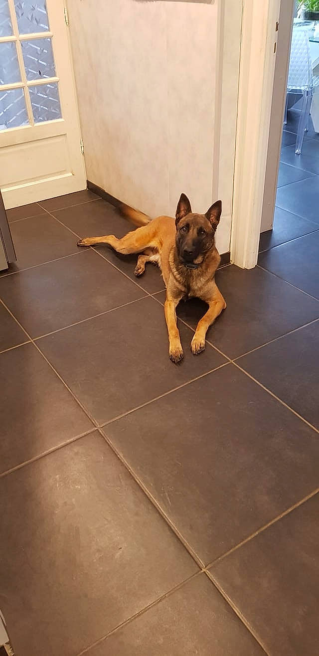 Rock a rejoint le concours — aidez-le/la à gagner de superbes lots ! carnivore, companion_dog, dog, dog_breed, door, fawn, felidae, floor, flooring, german_shepherd_dog, hardwood, paw, small_to_medium_sized_cats, snout, tail, tile_flooring, window, wood, wood_flooring, working_animal