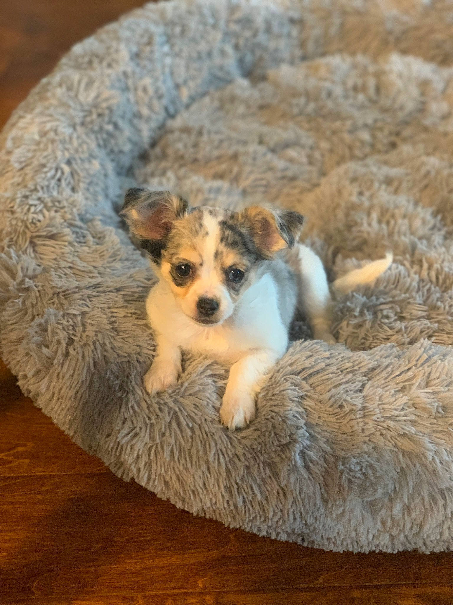 Angel joined the competition — help win amazing prizes! canidae, carnivore, comfort, companion_dog, dog, dog_breed, fawn, flooring, fur, hardwood, paw, snout, sporting_group, tail, terrestrial_animal, terrier, toy_dog, whiskers, wildlife, wood