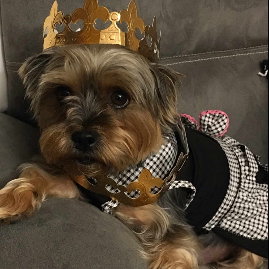 Daisy a rejoint le concours — aidez-le/la à gagner de superbes lots ! accessories, affenpinscher, airedale, animal, belt, canine, cap, clothing, couch, crown, dog, furniture, hat, headband, jewelry, necklace, pet, puppy, terrier, tiara