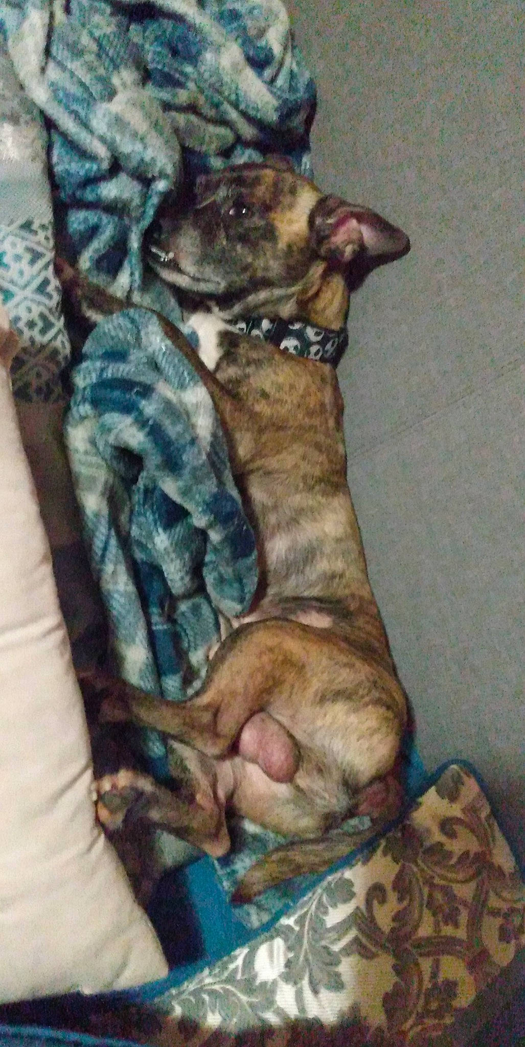 Stomp is registered to the contest to win money with this photo: canidae, carnivore, comfort, companion_dog, dog, dog_breed, dog_supply, ear, fawn, felidae, fur, linens, liver, small_to_medium_sized_cats, snout, sporting_group, tail, toy_dog, whiskers, working_animal