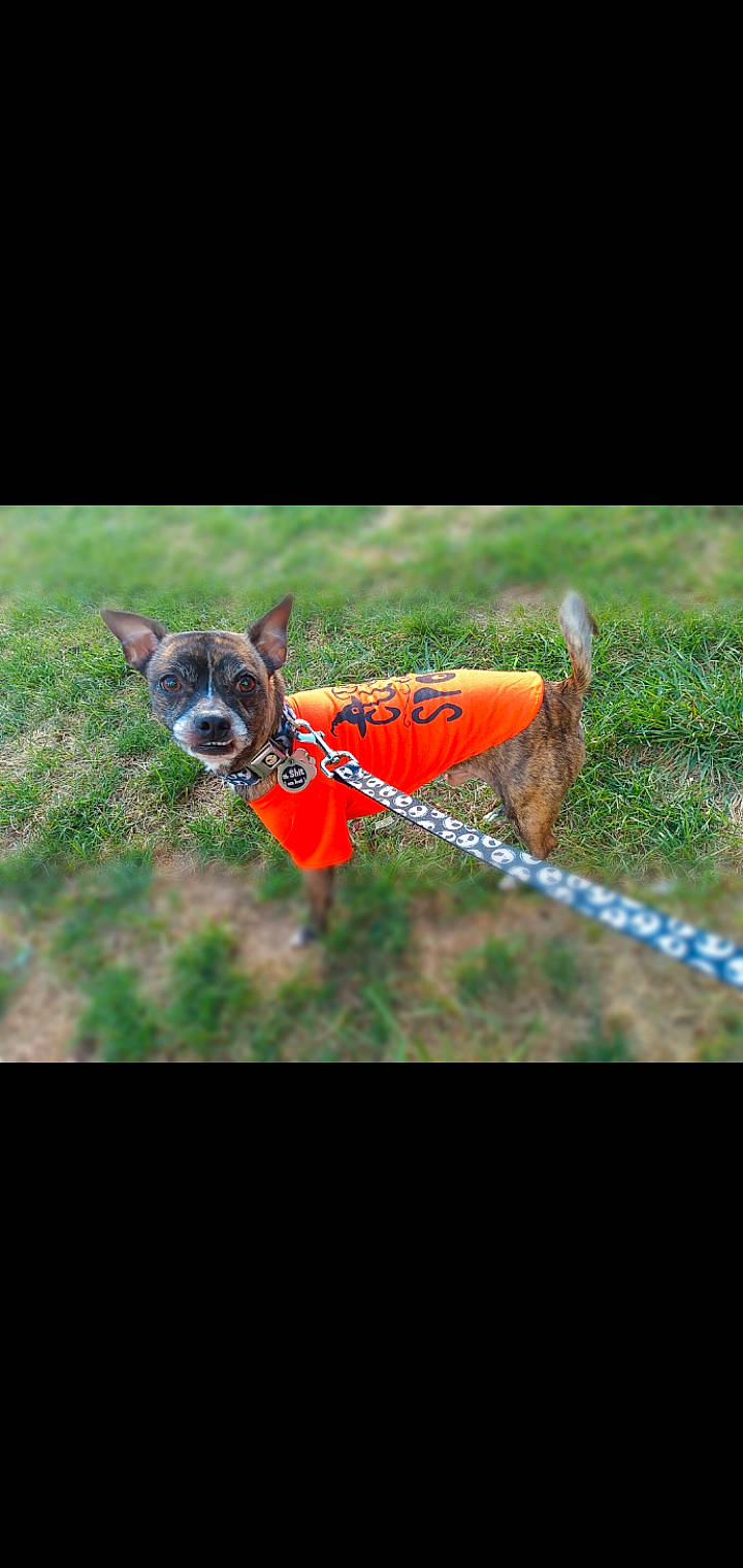 Stomp is registered to the contest to win money with this photo: arthropod, deer, dog, dog_breed, eyewear, fawn, fictional_character, grass, insect, moths_and_butterflies, organism, personal_protective_equipment, pest, pollinator, snout, soil, tail, terrestrial_animal, wing, wood