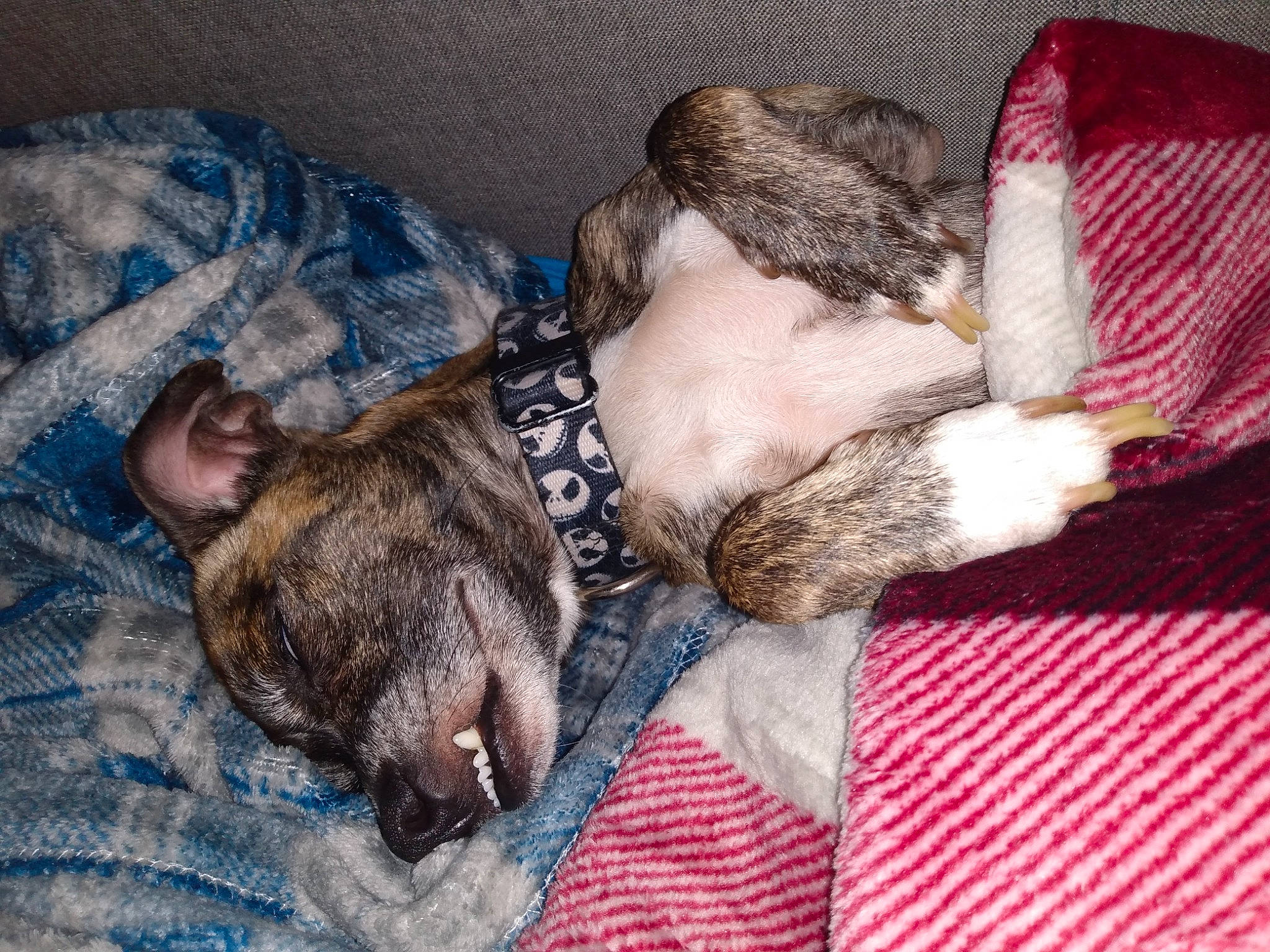 Stomp is registered to the contest to win money with this photo: canidae, carnivore, comfort, companion_dog, dog, dog_breed, fawn, fur, linens, liver, mammal, nap, pattern, paw, snout, sporting_group, treeing_tennessee_brindle, vertebrate, whiskers, working_animal