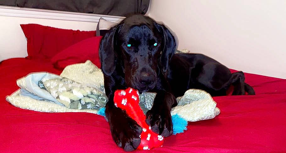 Lucy is registered to the contest to win money with this photo: borador, carmine, carnivore, collar, comfort, companion_dog, dog, dog_breed, dog_collar, dog_supply, fawn, fur, gun_dog, liver, pet_supply, retriever, snout, spaniel, sporting_group, working_animal