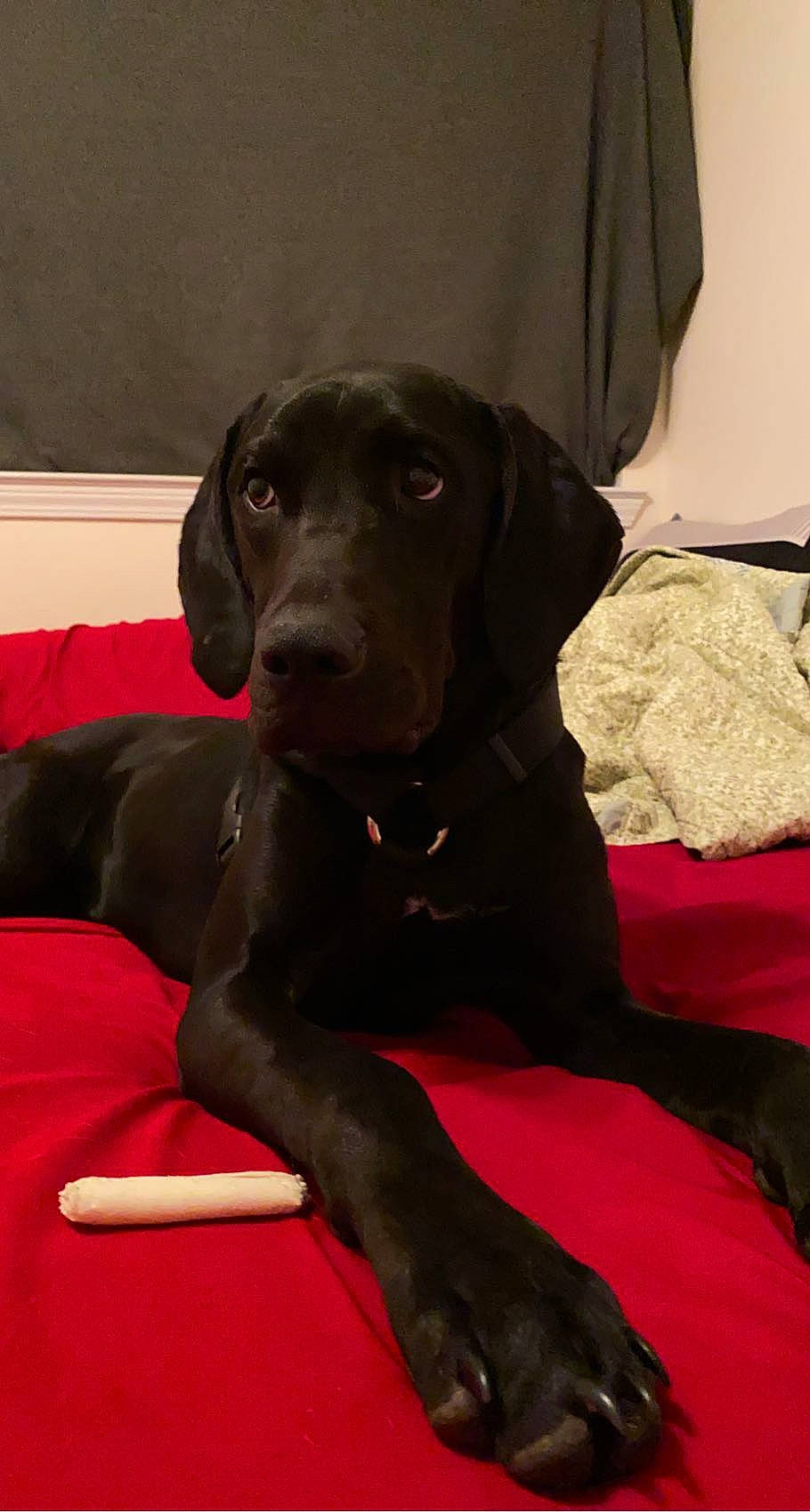 Lucy is registered to the contest to win money with this photo: borador, canidae, carnivore, collar, comfort, companion_dog, dog, dog_breed, dog_collar, dog_supply, fawn, gun_dog, hunting_dog, liver, non_sporting_group, pet_supply, sporting_group, whiskers, working_animal