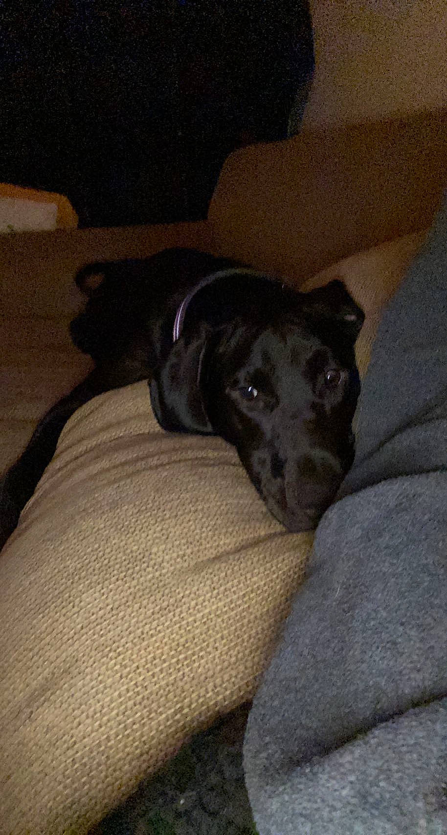 Lucy is registered to the contest to win money with this photo: borador, canidae, carnivore, comfort, companion_dog, dog, dog_breed, grey, guard_dog, gun_dog, non_sporting_group, snout, sporting_group, terrestrial_animal, working_animal