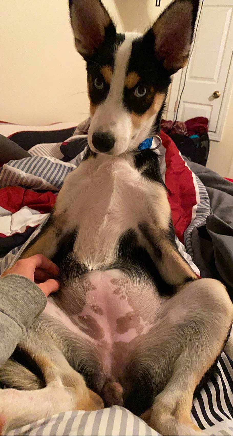 Elena joined the competition — help win amazing prizes! carnivore, comfort, companion_dog, dog, dog_breed, dog_supply, fawn, fur, mammal, non_sporting_group, paw, russkiy_toy, sitting, sporting_group, terrier, toy_dog, vertebrate, whiskers, working_animal