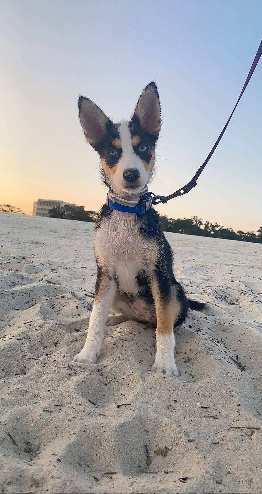 Elena is registered to the contest to win money with this photo: beach, canidae, carnivore, collar, companion_dog, dog, dog_breed, dog_collar, electric_blue, eyewear, fawn, landscape, leash, sand, sky, snout, sporting_group, tail, terrestrial_animal, whiskers