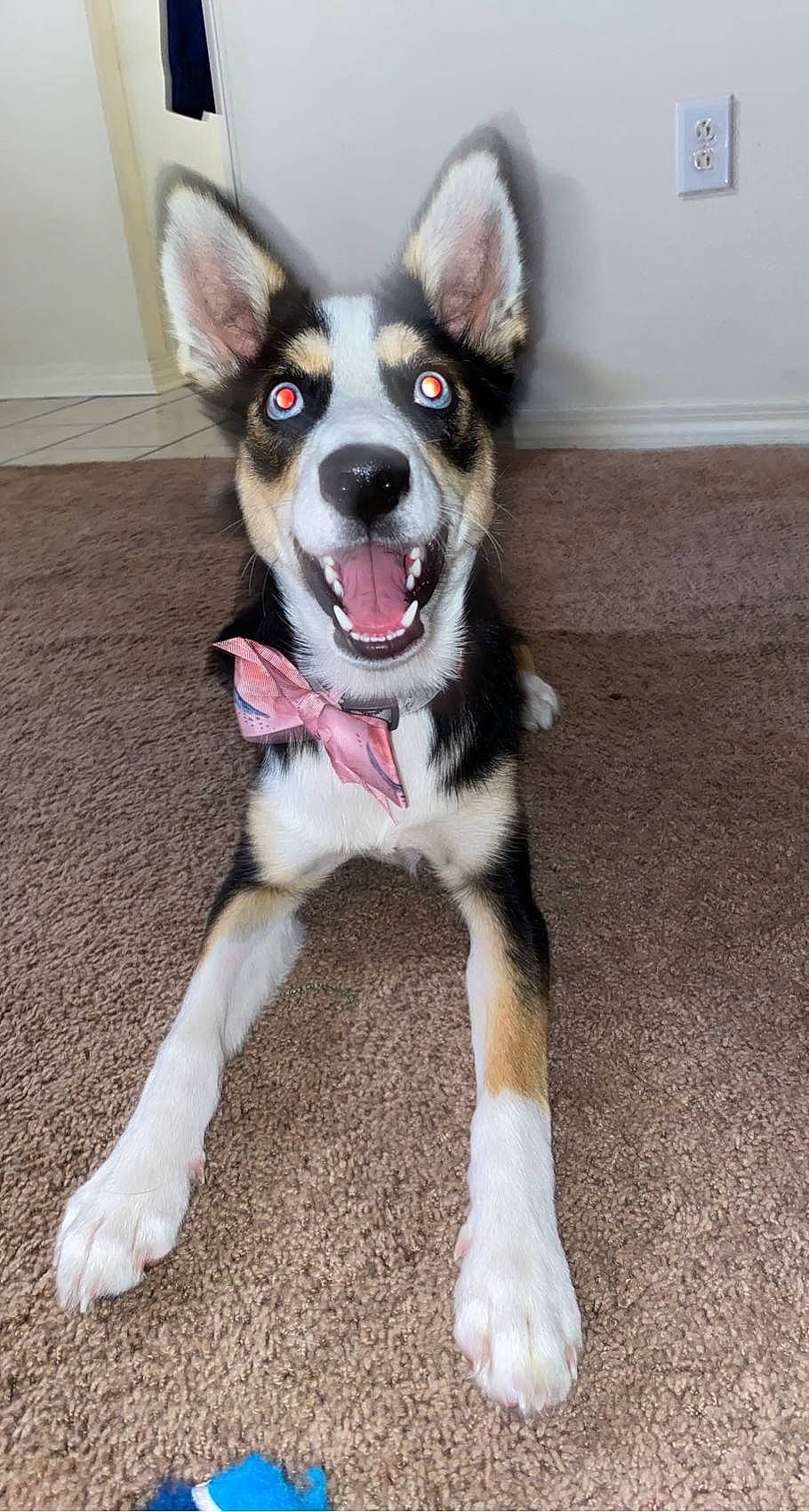 Elena joined the competition — help win amazing prizes! canidae, carnivore, collar, companion_dog, dog, dog_breed, dog_collar, dog_supply, fashion_accessory, fur, herding_dog, leash, non_sporting_group, paw, puppy, sporting_group, tail, whiskers, working_animal, working_dog