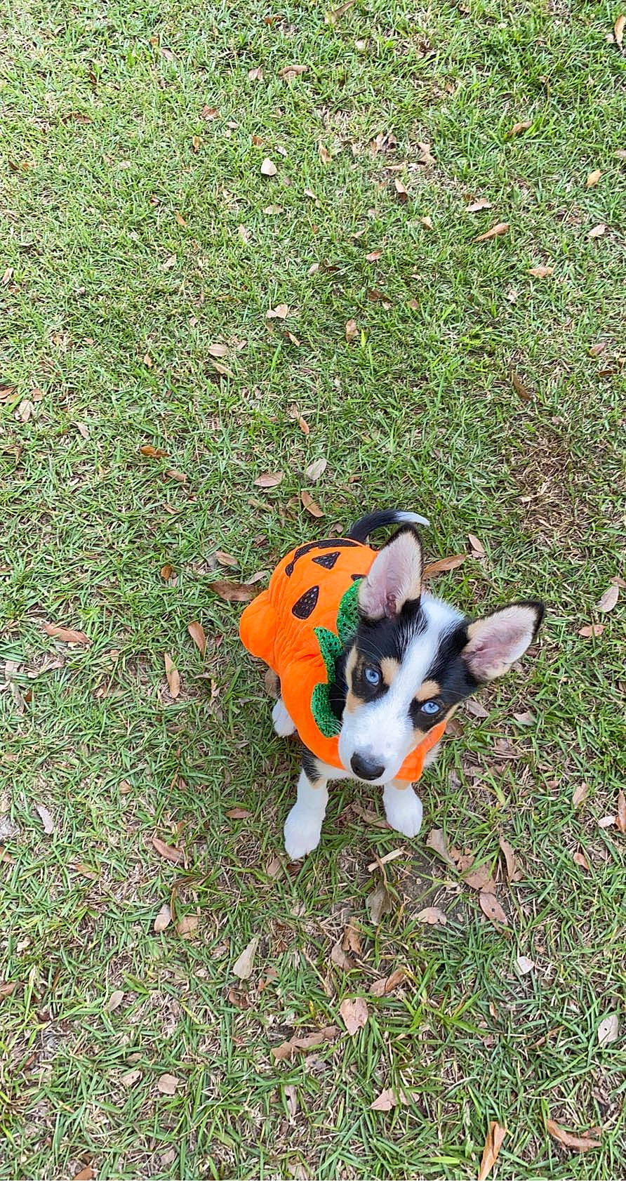 Elena joined the competition — help win amazing prizes! canidae, carmine, carnivore, companion_dog, dog, dog_breed, dog_supply, fawn, flooring, grass, grassland, groundcover, herding_dog, lawn, plant, soil, sporting_group, tail, working_animal, working_dog