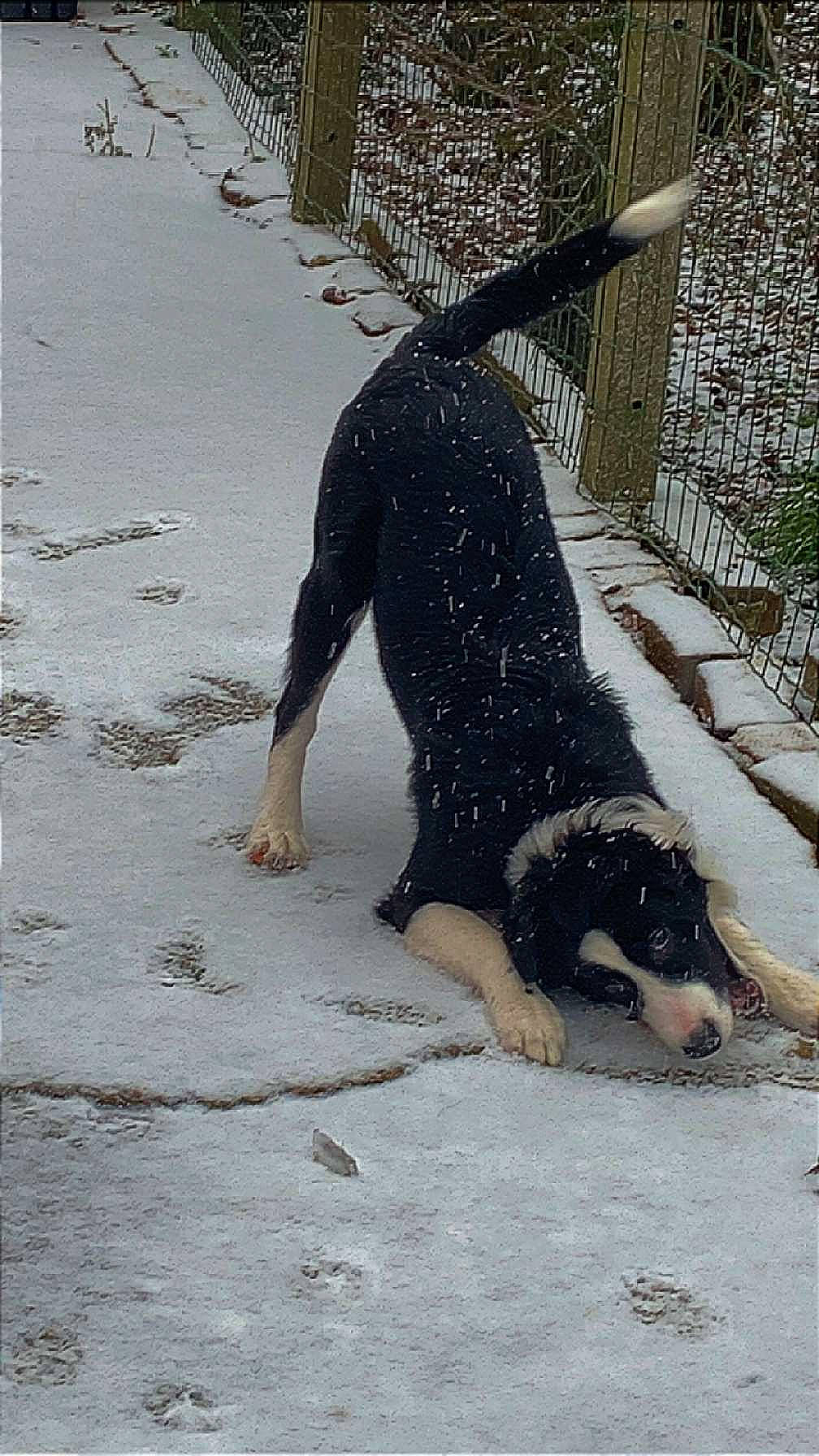 Ulko a rejoint le concours — aidez-le/la à gagner de superbes lots ! canidae, carnivore, companion_dog, dog, dog_breed, dog_supply, fawn, freezing, fur, guard_dog, plant, road_surface, shadow, sidewalk, snout, snow, sporting_group, tail, winter, working_animal