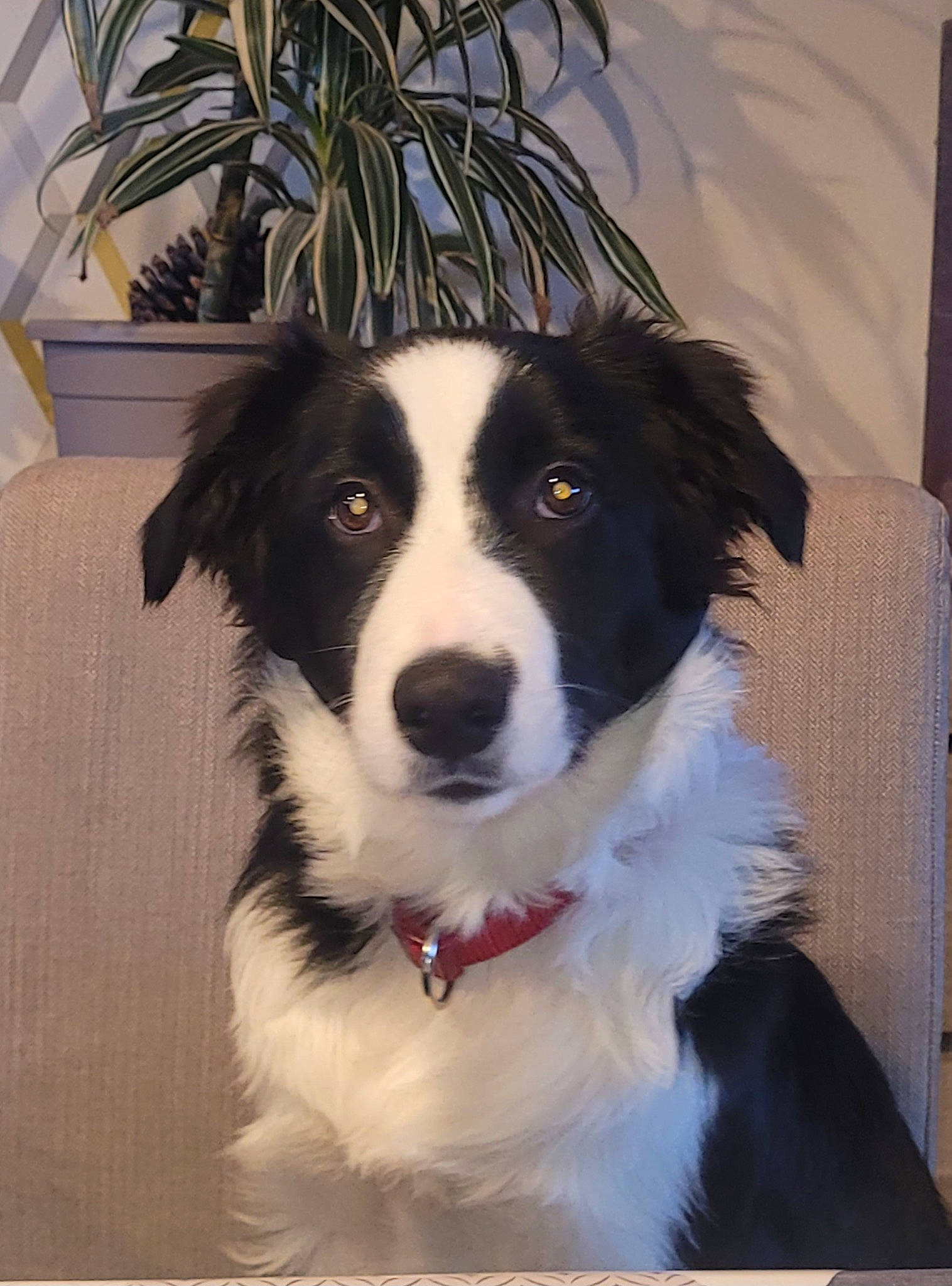 Ulko participe au concours pour gagner de l'argent avec cette photo : art, border_collie, canidae, carnivore, companion_dog, dog, dog_breed, fur, herding_dog, houseplant, plant, snout, sporting_group, terrestrial_animal, whiskers, working_animal, working_dog