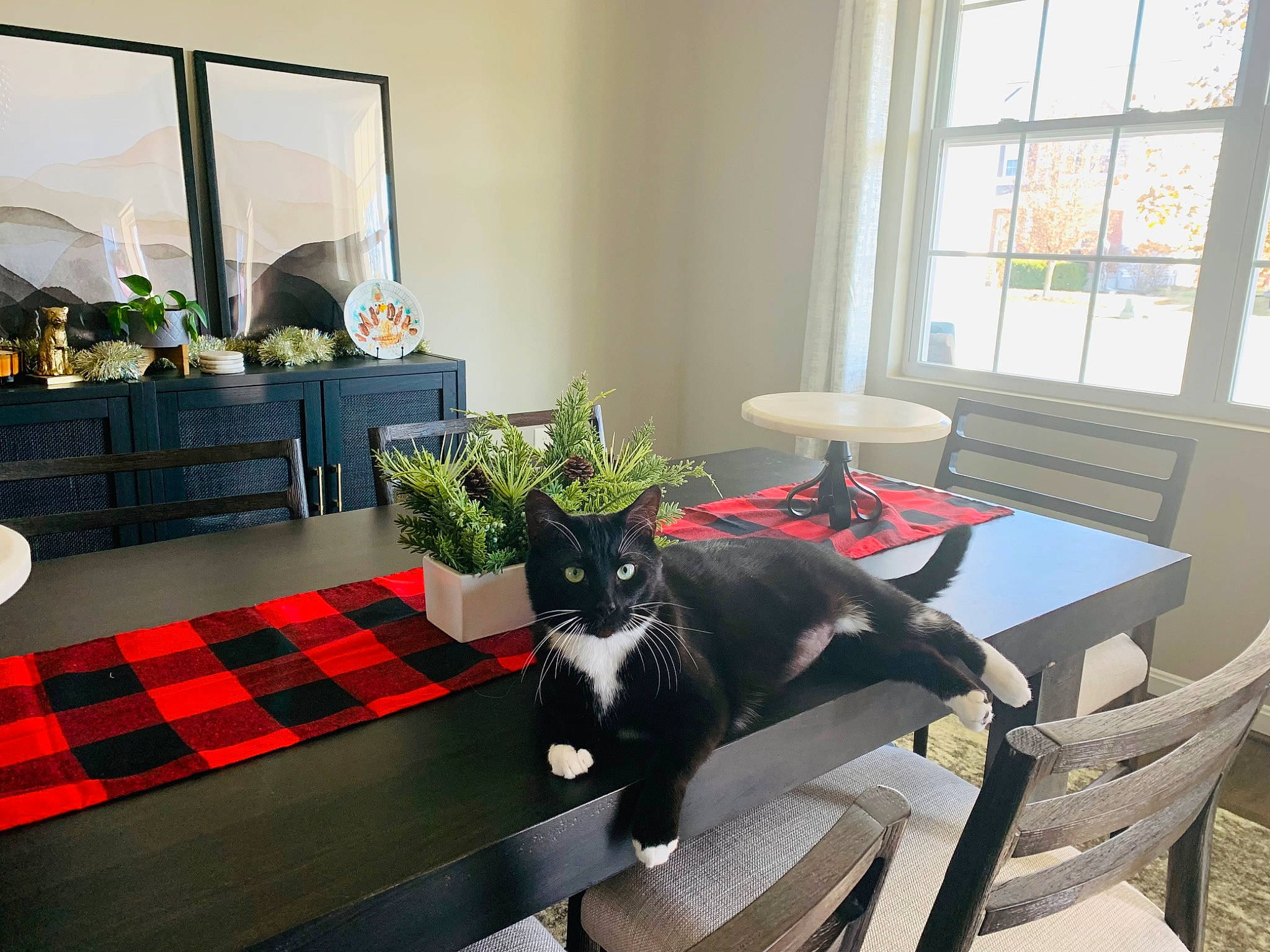Mishka is registered to the contest to win money with this photo: building, carnivore, cat, chair, comfort, felidae, floor, flooring, furniture, houseplant, interior_design, living_room, mirror, plaid, plant, property, small_to_medium_sized_cats, table, tartan, window